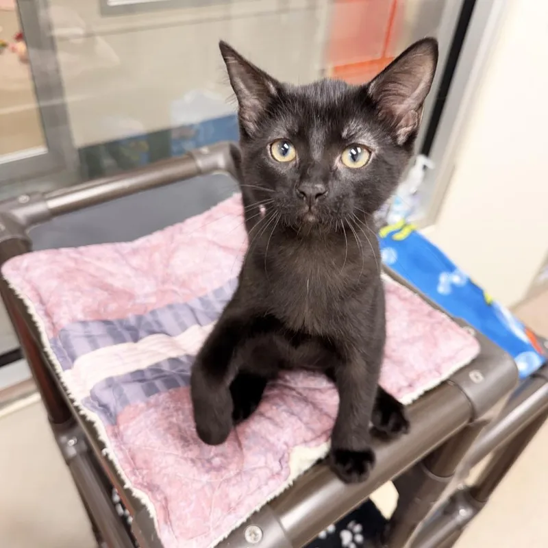 A baby small-sized female Black Domestic Short Hair cat named Maia for adoption in Oshkosh, WI