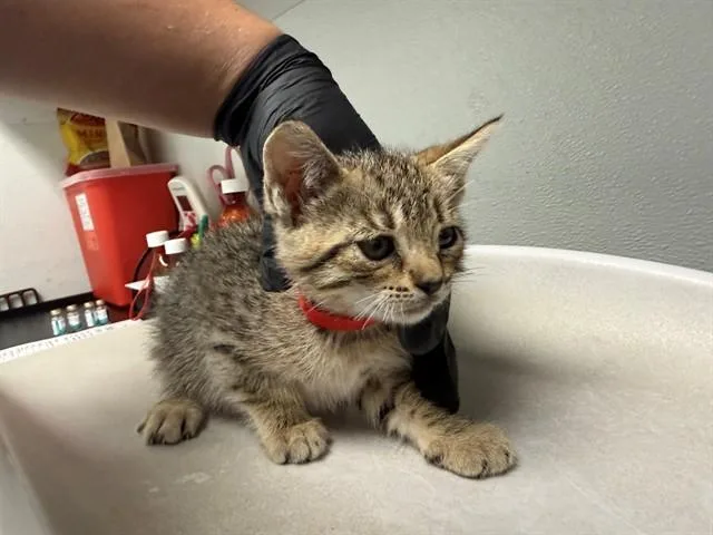 A baby small-sized female Domestic Short Hair cat named Candace for adoption in Antioch, CA