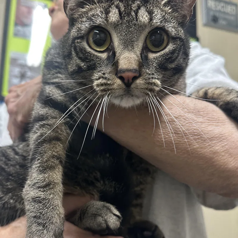 A young medium-sized male Domestic Short Hair cat named Simon Coming In Owner for adoption in Clifton, NJ