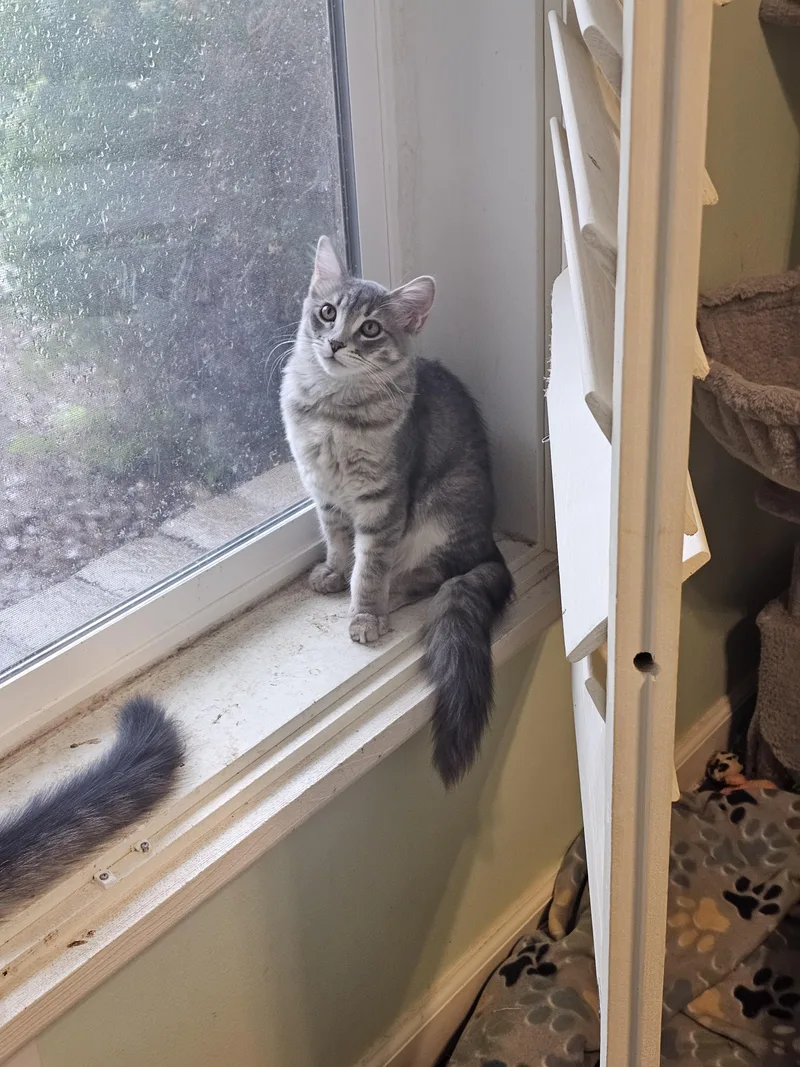 Ash