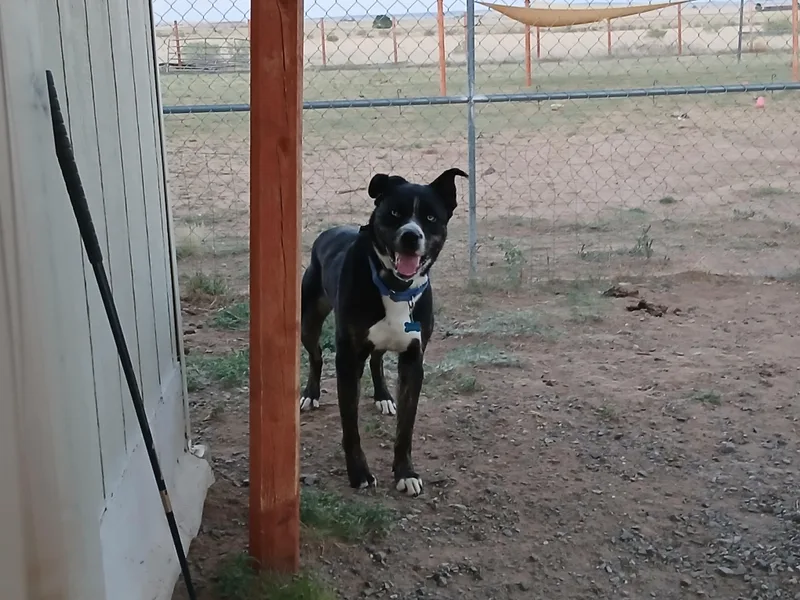 An adult medium-sized female Tricolor (Brown, Black, & White) Siberian Husky dog named Mo for adoption in Moriarty, NM