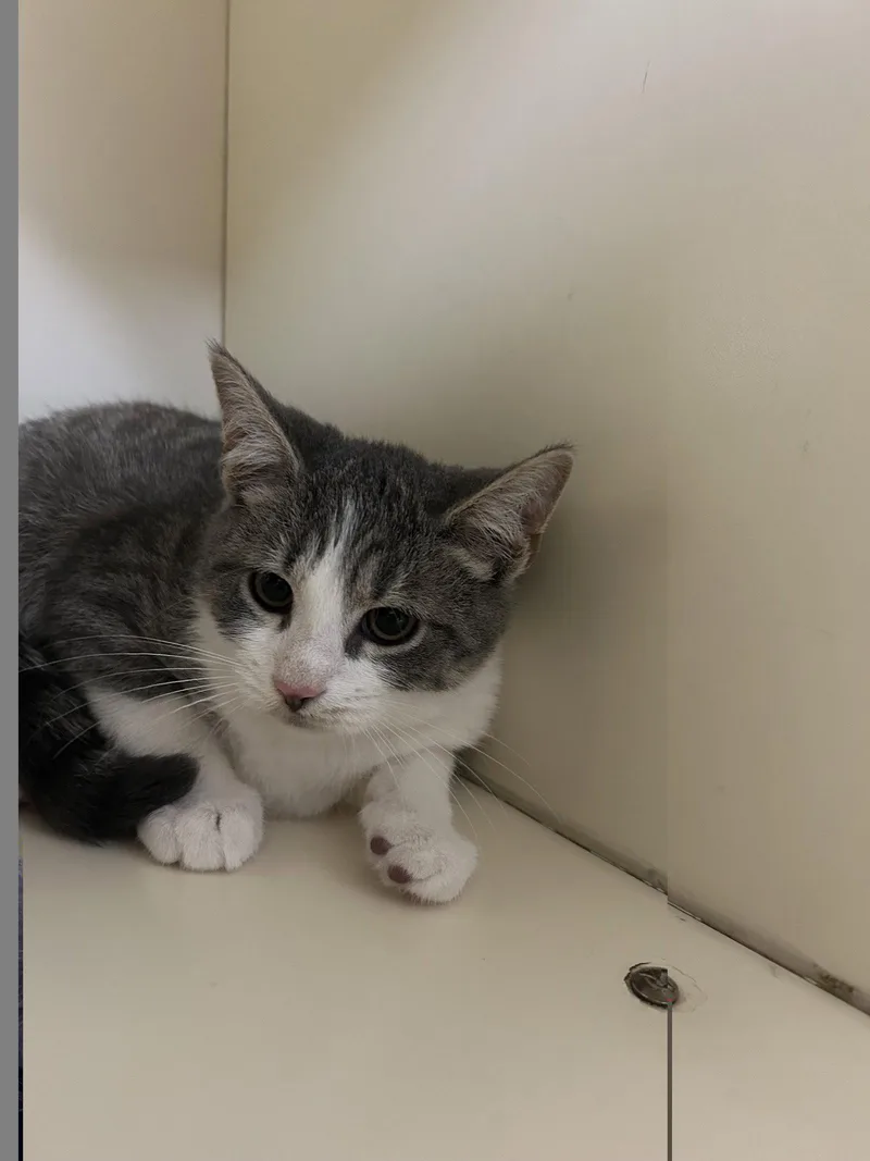 A baby medium-sized male Domestic Short Hair cat named Ash for adoption in Lancaster, PA