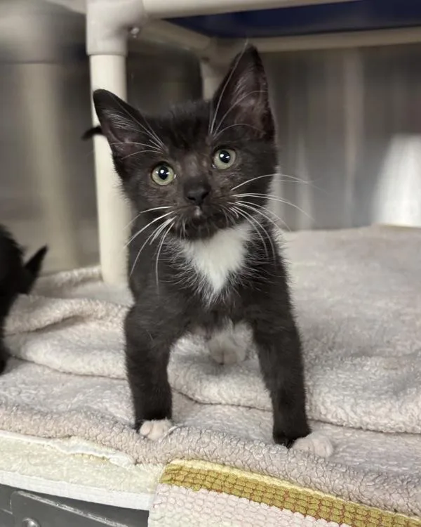 A baby small-sized female Domestic Short Hair cat named Bobi Loblaw for adoption in Richmond, VA