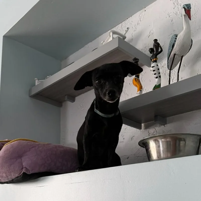 An adult small-sized male Black Mixed Breed dog named Chef for adoption in Washington, PA