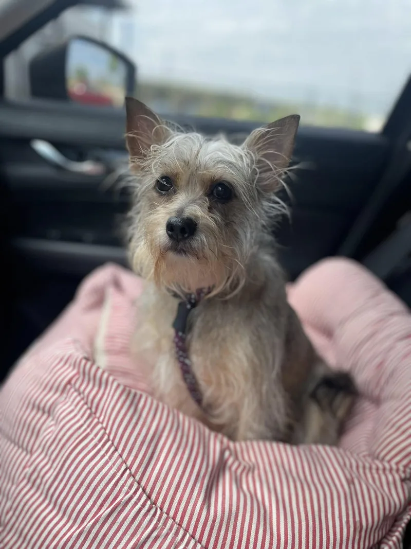 An adult small-sized female Gray / Blue / Silver Cairn Terrier dog named Ginger for adoption in East Point, GA