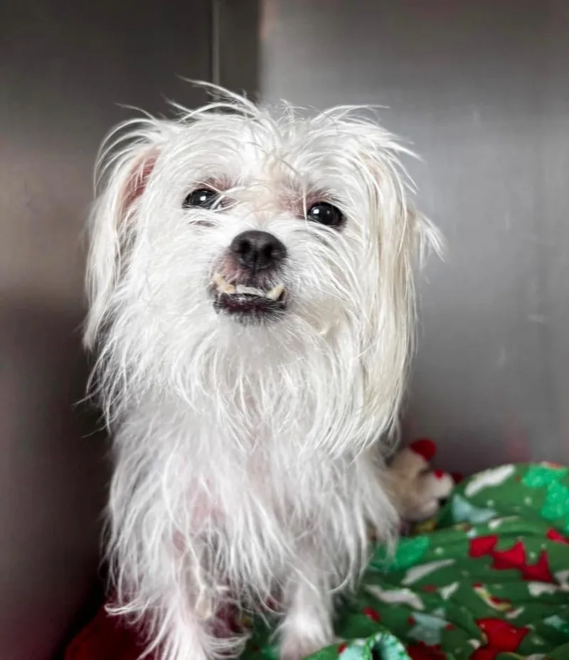An adult small-sized female Maltese dog named Molly for adoption in Warren, MI