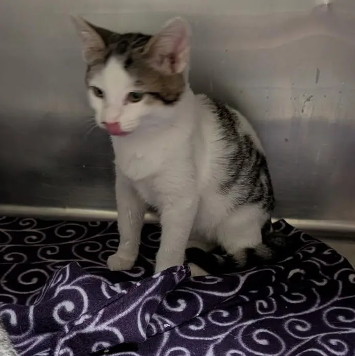 A baby medium-sized female Domestic Short Hair cat named Armadillo for adoption in Marietta, OH