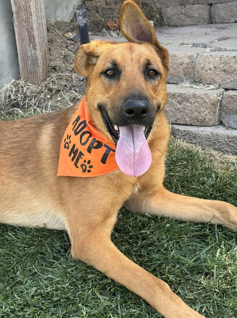 A young large-sized male Brown / Chocolate German Shepherd Dog dog named Pipo for adoption in Los Angeles, CA