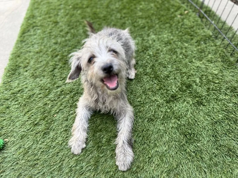 A baby small-sized female Yellow / Tan / Blond / Fawn Mixed Breed dog named Sadie for adoption in San Diego, CA