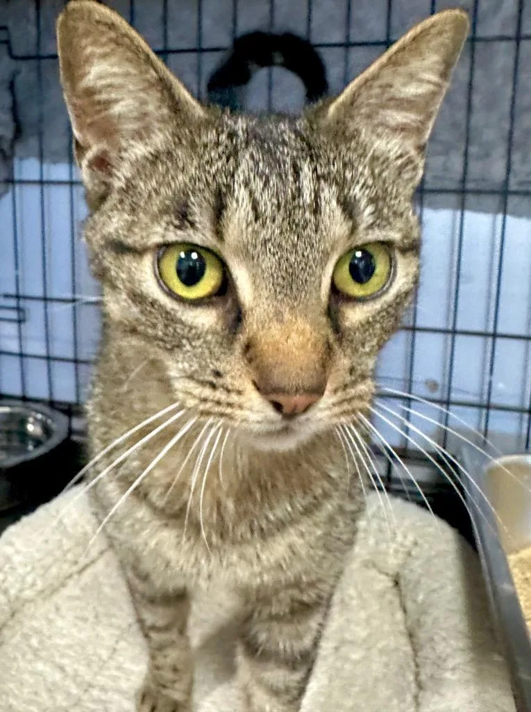 A young small-sized female Domestic Short Hair cat named Margo for adoption in Saint Francisville, LA