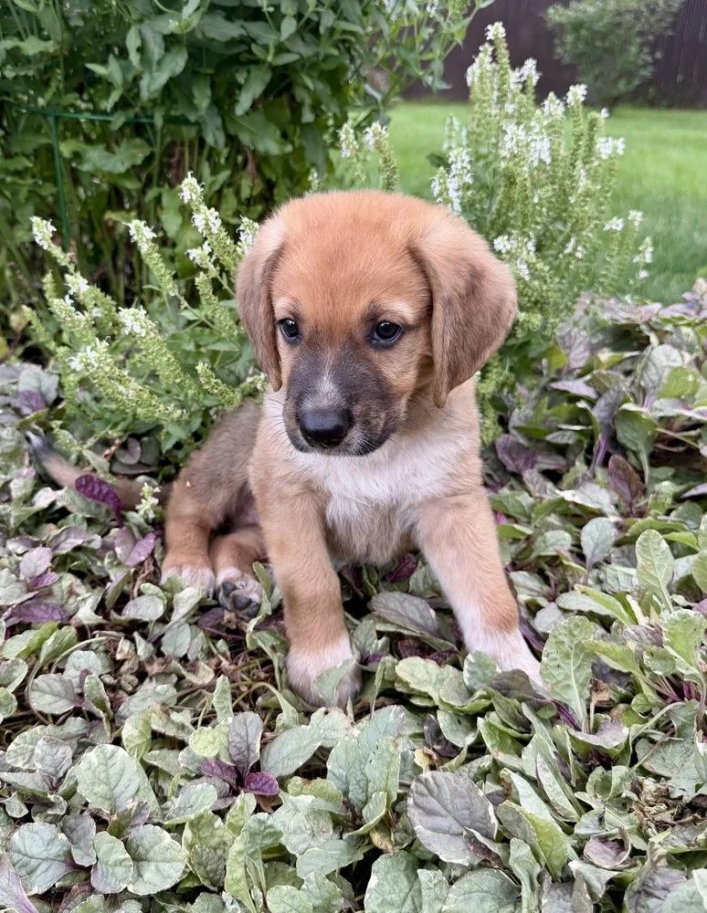 A baby large-sized male Brown / Chocolate German Shepherd Dog dog named Robbie for adoption in Greenlawn, NY