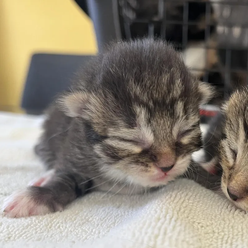 A baby small-sized male Gray / Blue / Silver Domestic Short Hair cat named Trusty Sidekick for adoption in Fairfax Station, VA