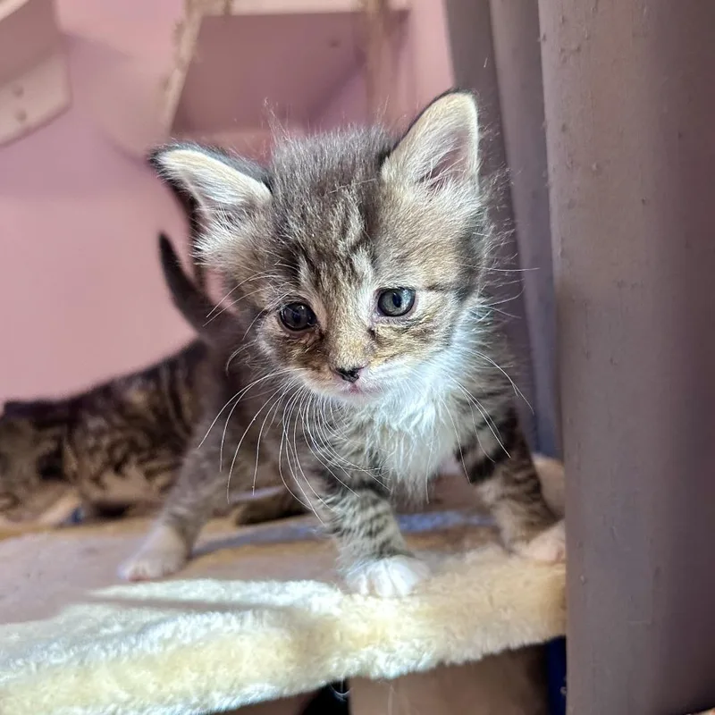 Trusty Sidekick thumbnail 2