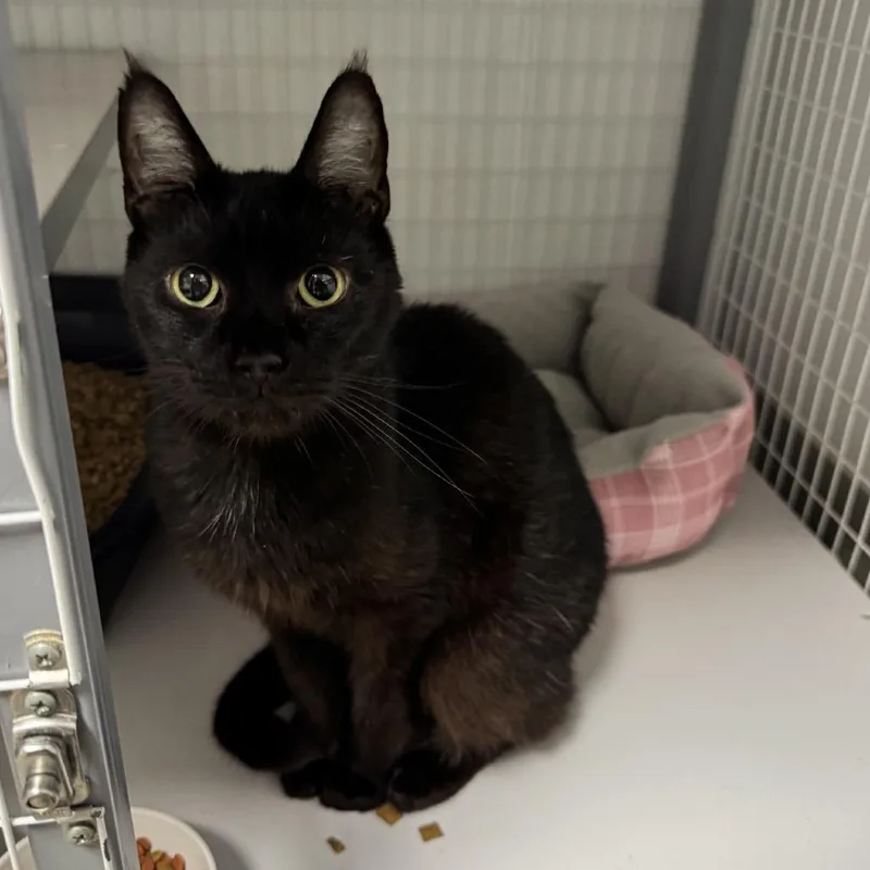 An adult medium-sized male Black Domestic Medium Hair cat named Dingo for adoption in Blue Ridge, GA