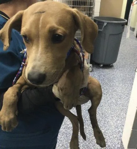 A baby medium-sized male Labrador Retriever dog named Woody for adoption in Riverside, CA