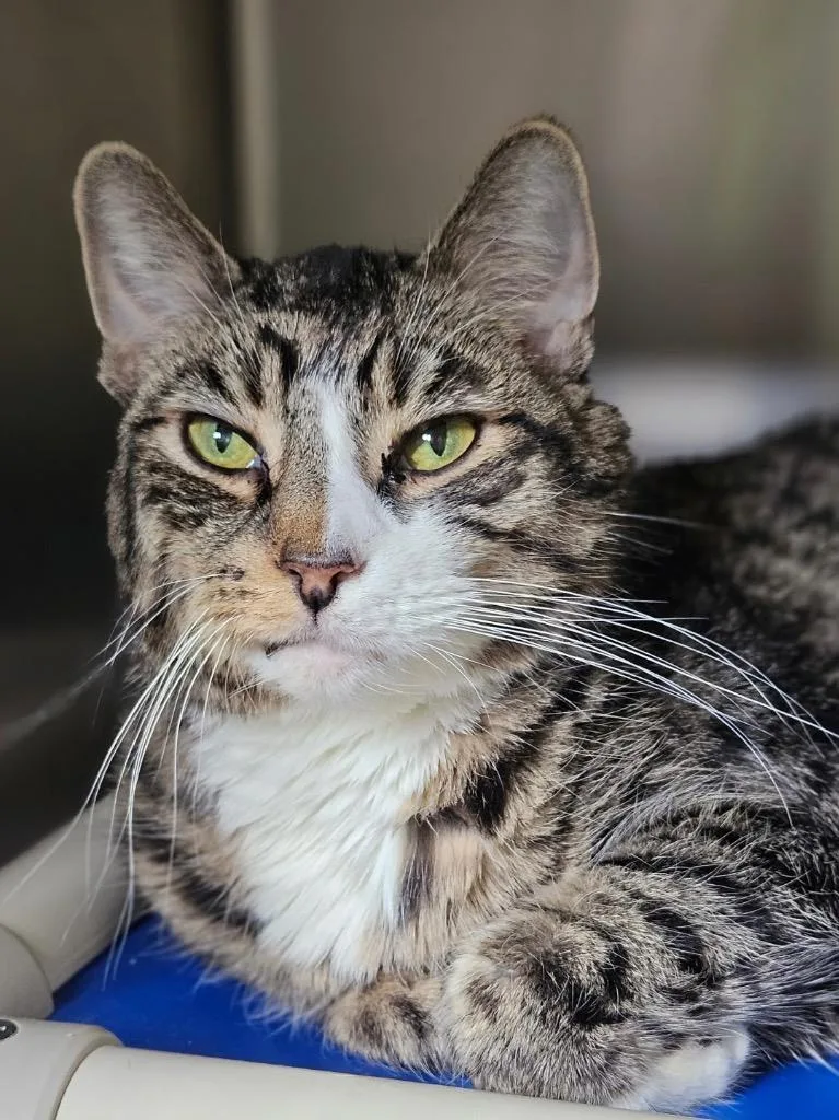A young medium-sized male Domestic Short Hair cat named Chase for adoption in Pomona, NY