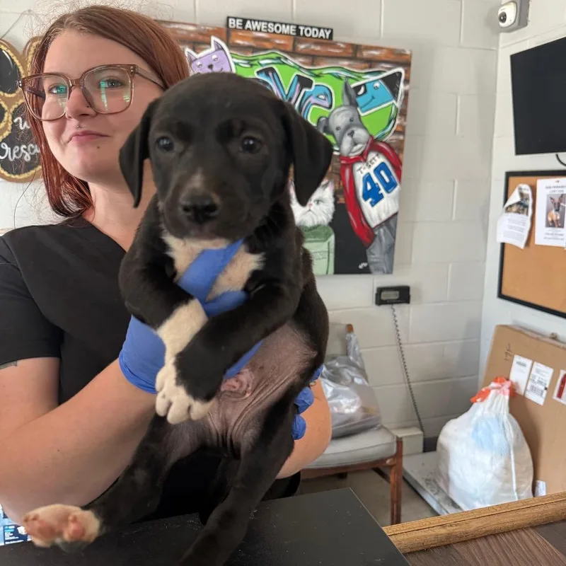 A baby small-sized male Mixed Breed dog named Jordan for adoption in Wappingers Falls, NY