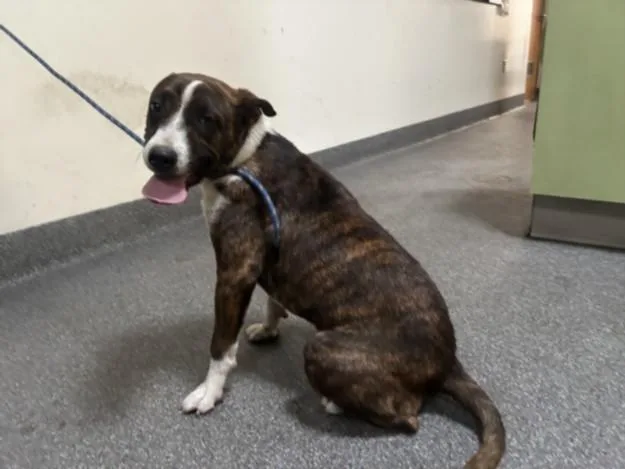 A young medium-sized male American Staffordshire Terrier dog named Milan for adoption in Los Angeles, CA