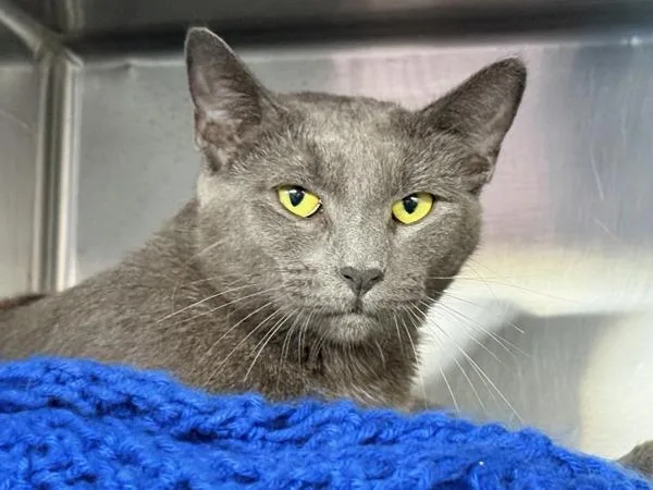 An adult medium-sized female Domestic Short Hair cat named Sheeba for adoption in New York, NY