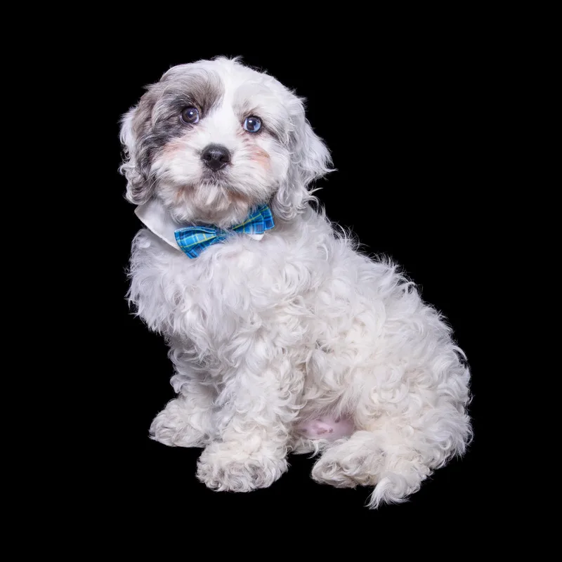 A baby small-sized male Tricolor (Brown, Black, & White) Cavalier King Charles Spaniel dog named Merle for adoption in Aurora, CO