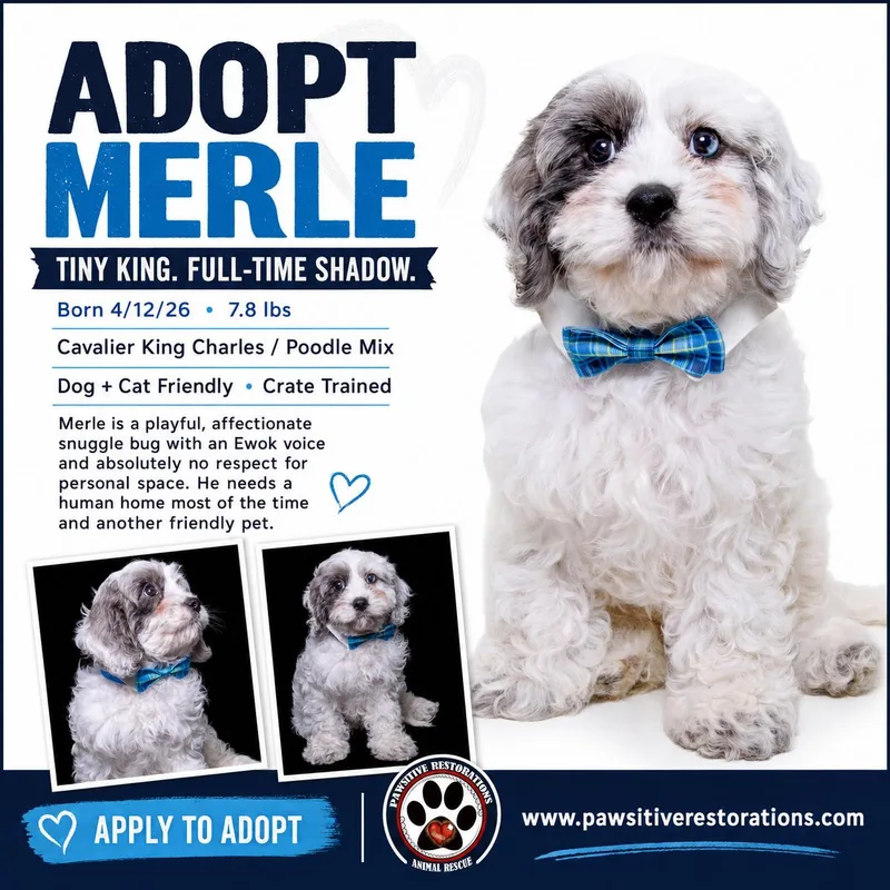 Merle thumbnail 3