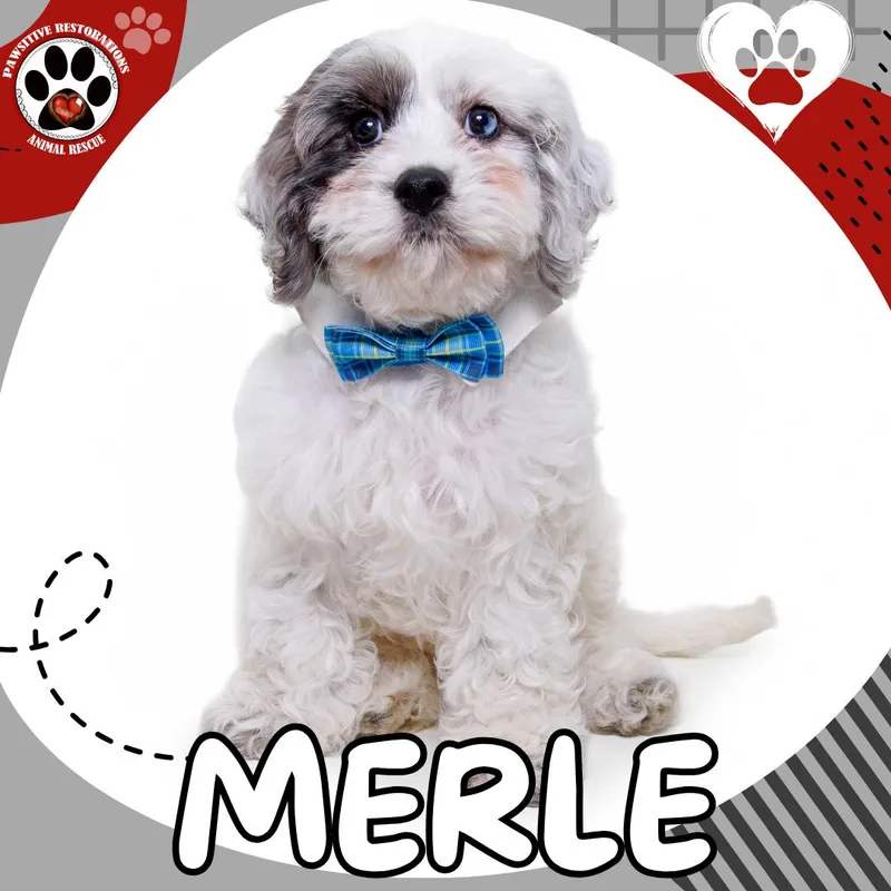 Merle thumbnail 4