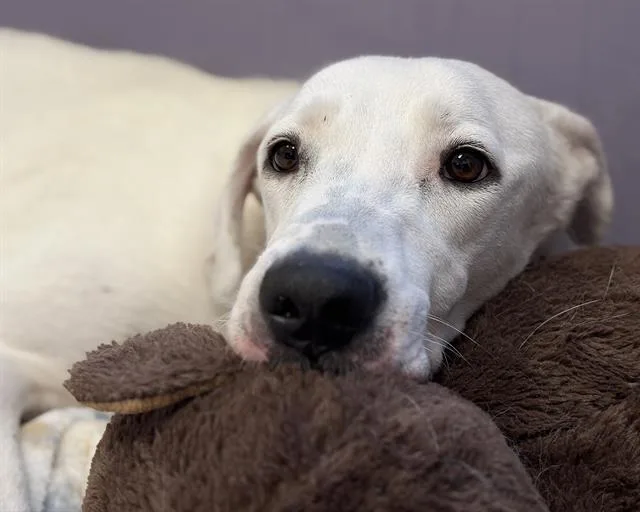An adult large-sized female Labrador Retriever dog named Princess Peach for adoption in Denver, CO