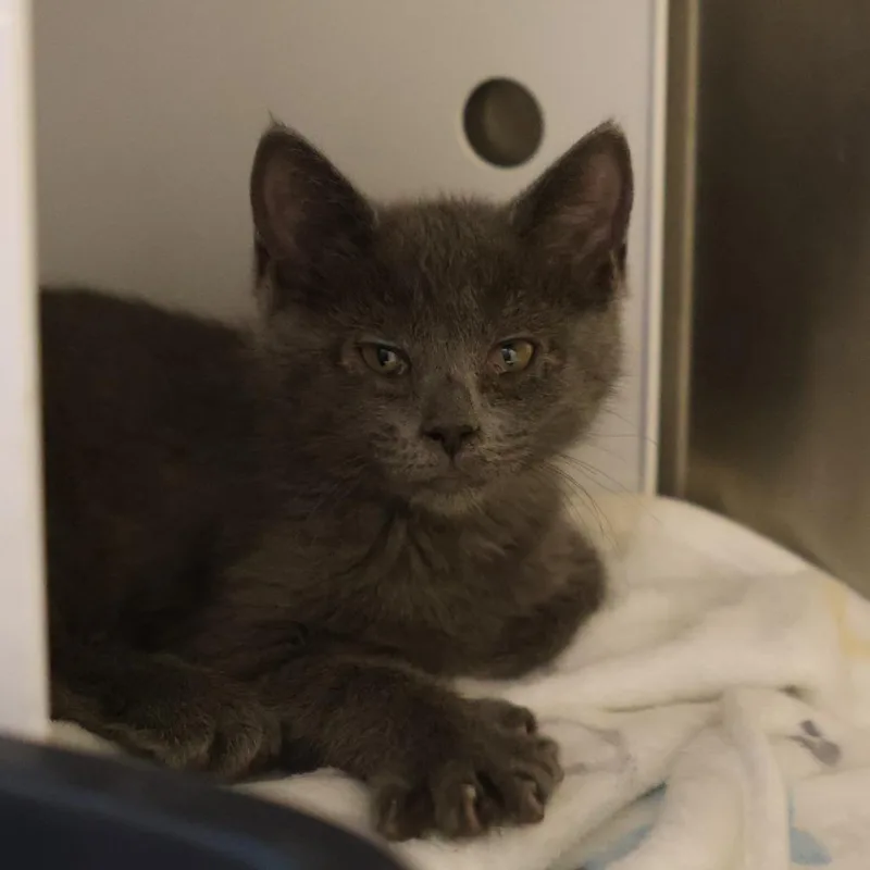 A baby small-sized female Gray / Blue / Silver Domestic Short Hair cat named Lavender for adoption in Briarcliff Manor, NY