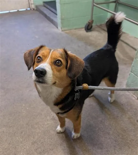 A young small-sized female Beagle dog named Margo for adoption in Sacramento, CA