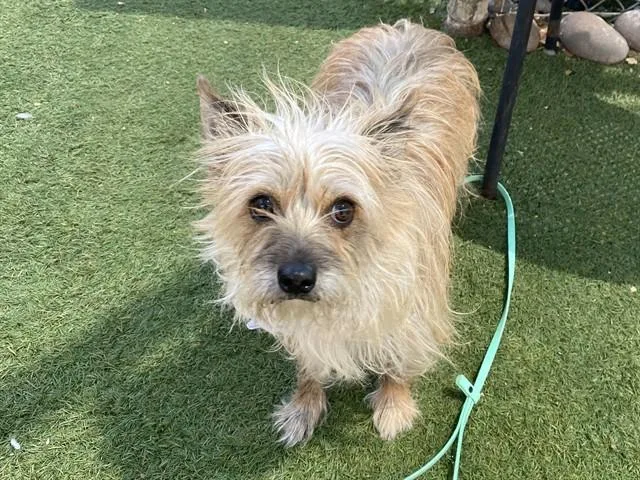 An adult small-sized female Cairn Terrier dog named Solana for adoption in Phoenix, AZ