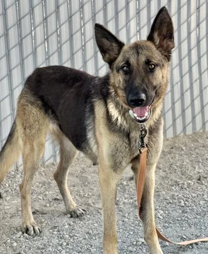 An adult large-sized female German Shepherd Dog dog named Shelby for adoption in Fresno, CA