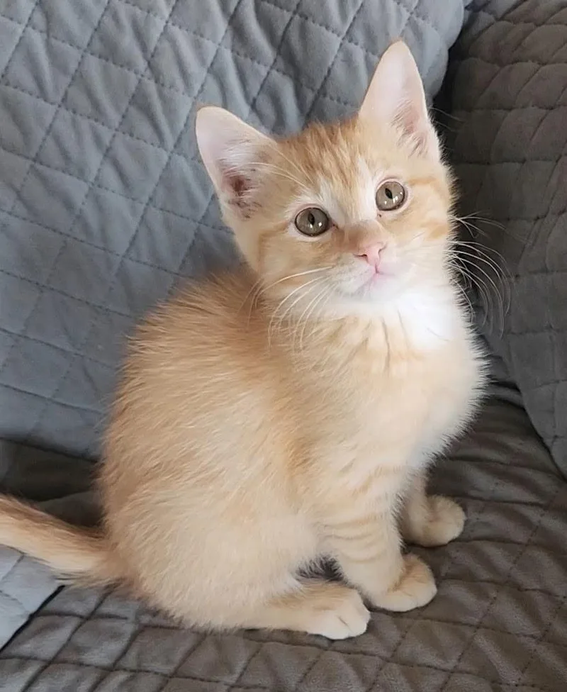 A baby medium-sized female Tabby (Orange / Red) Tabby cat named Gouda for adoption in Parkville, MO