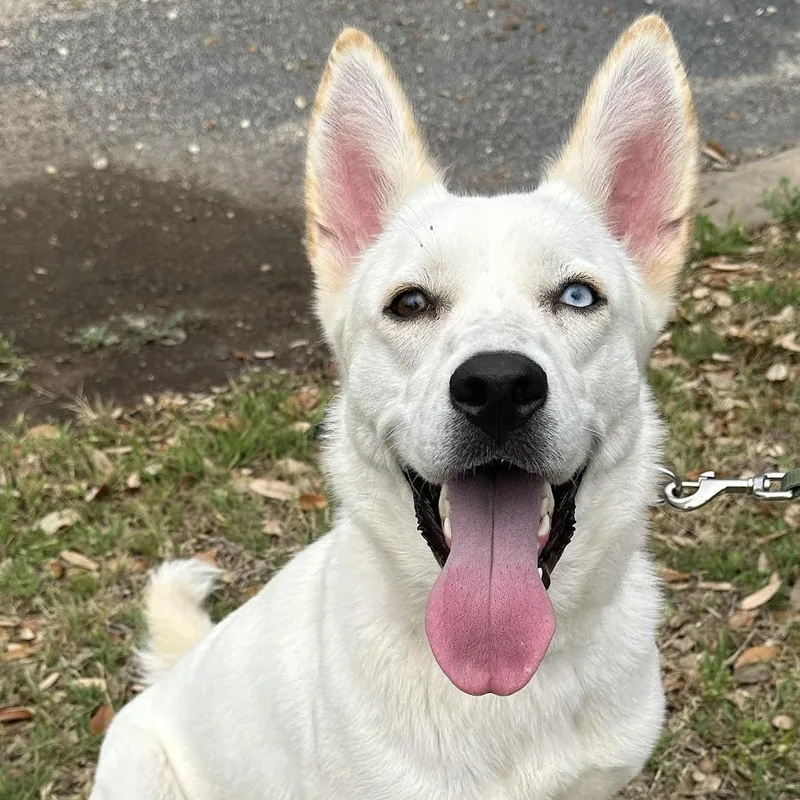 An adult medium-sized female White / Cream Mixed Breed dog named Becka for adoption in Georgetown, TX
