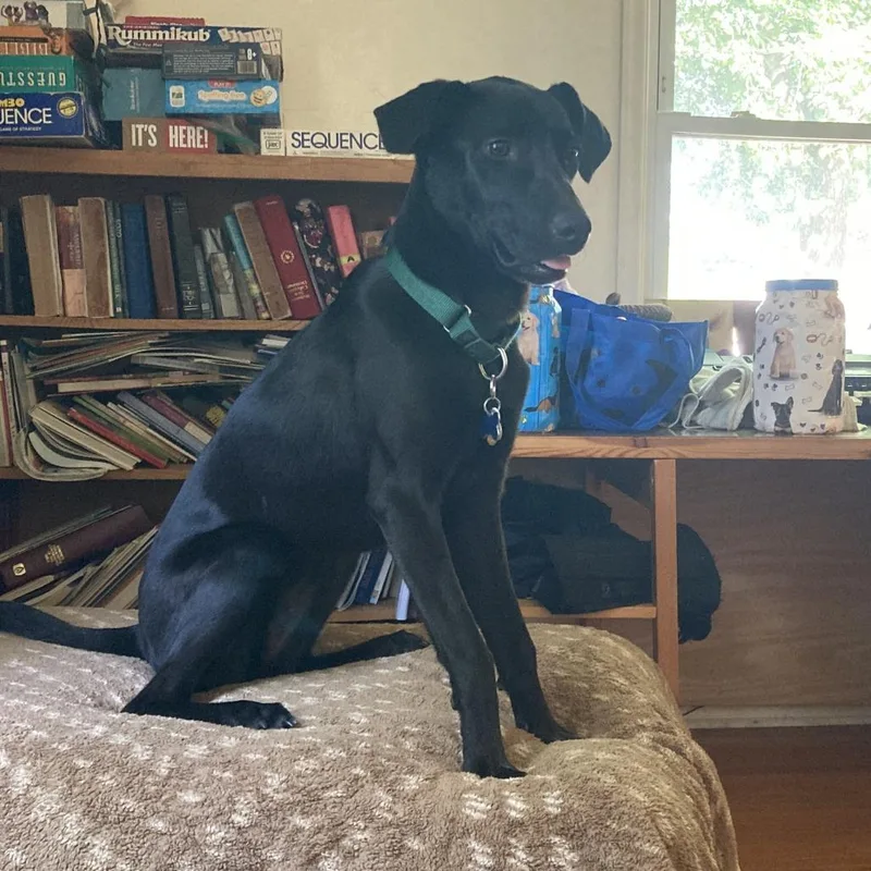 A young medium-sized female Black Labrador Retriever dog named Oakley Stuck in Boarding for adoption in Minneapolis, MN