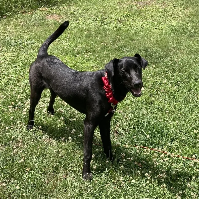 Oakley Stuck in Boarding thumbnail 4