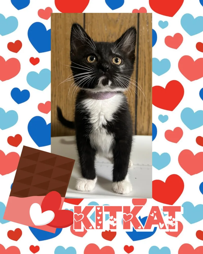 A baby medium-sized female Black & White / Tuxedo Tuxedo cat named Kitkat for adoption in Pasco, WA