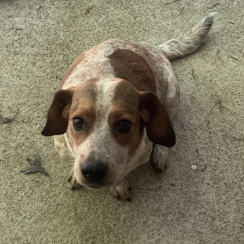 An adult medium-sized female Red / Chestnut / Orange Basset Hound dog named Lily for adoption in Hohenwald, TN