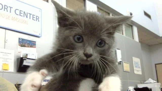 Mittens
