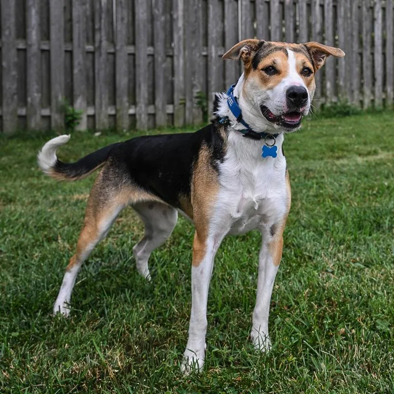 An adult medium-sized female White / Cream Beagle dog named Lucy for adoption in Arlington Heights, IL