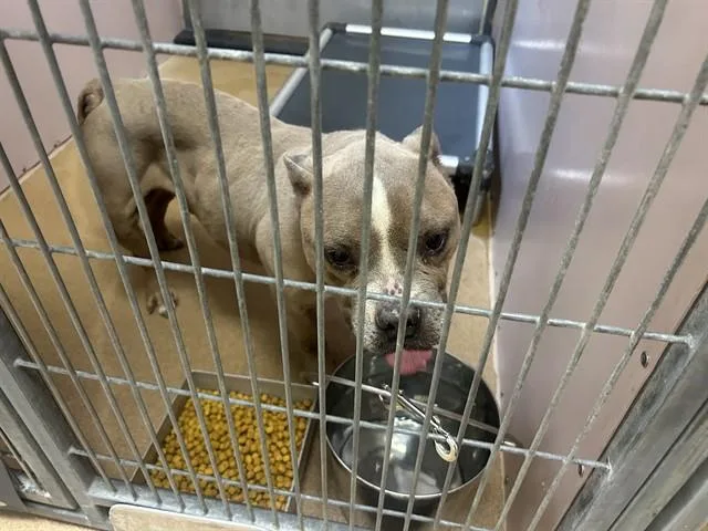 An adult medium-sized male Pit Bull Terrier dog named Thumper for adoption in Martinez, CA