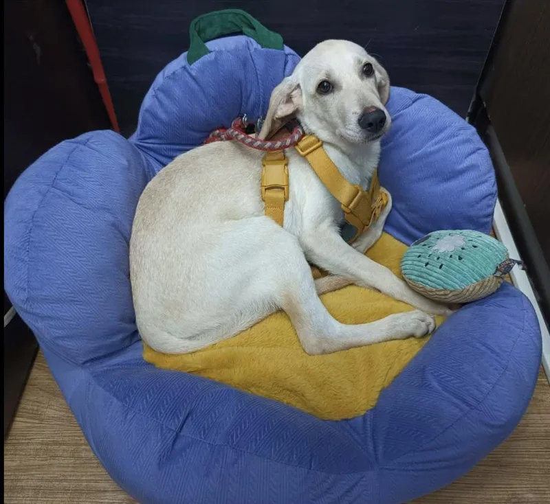 A baby medium-sized female Labrador Retriever dog named Nona for adoption in Davis, CA