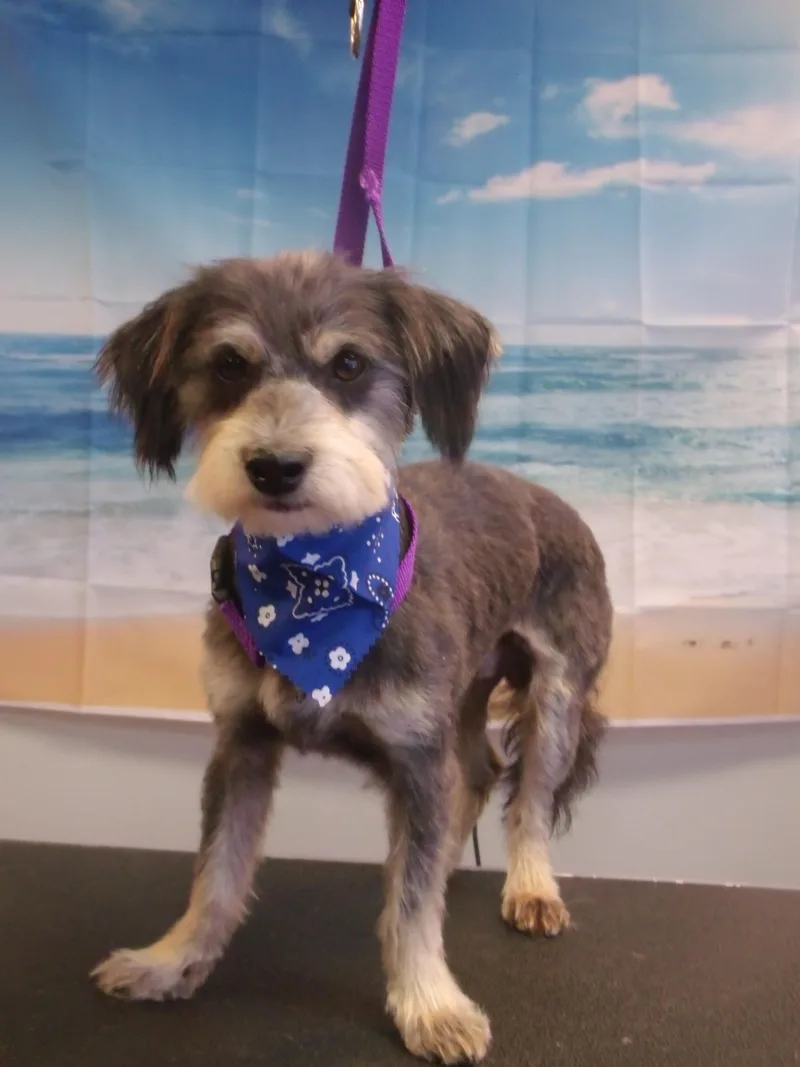 An adult small-sized male Schnauzer dog named Nix for adoption in Somerset, KY
