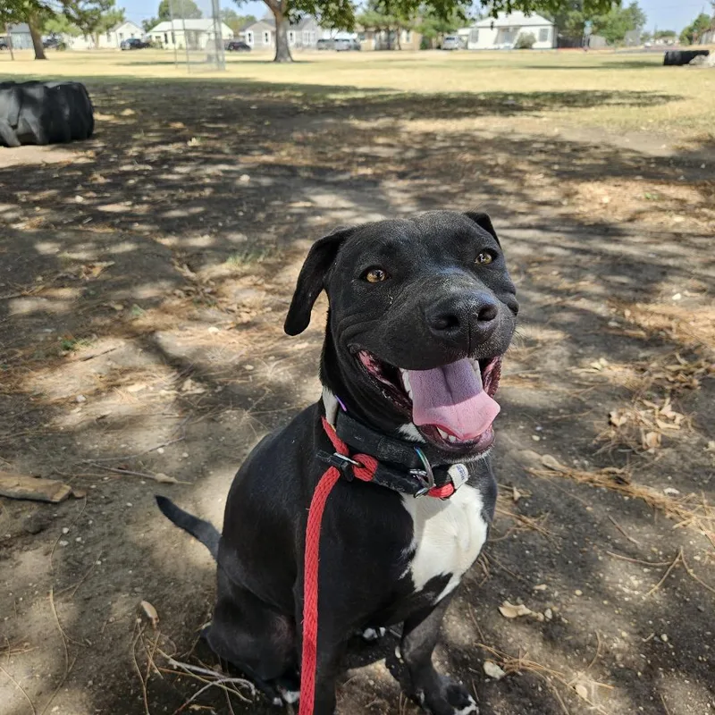An adult small-sized female Black American Staffordshire Terrier dog named Lulu for adoption in Odessa, TX
