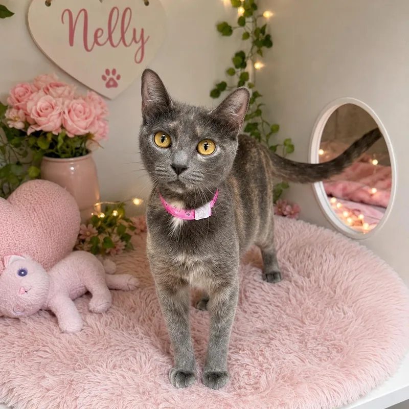 A young small-sized female Dilute Tortoiseshell cat named Nelly for adoption in Tavares, FL