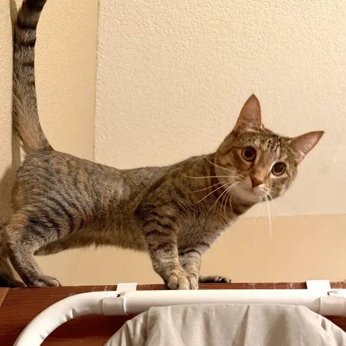 A young medium-sized female Buff / Tan / Fawn American Shorthair cat named Monet for adoption in Vashon Island, WA