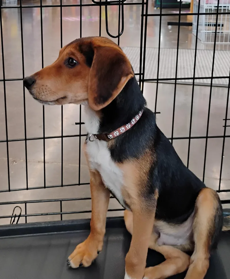 A young medium-sized male Tricolor (Brown, Black, & White) Beagle dog named Hugo for adoption in Evansville, IN