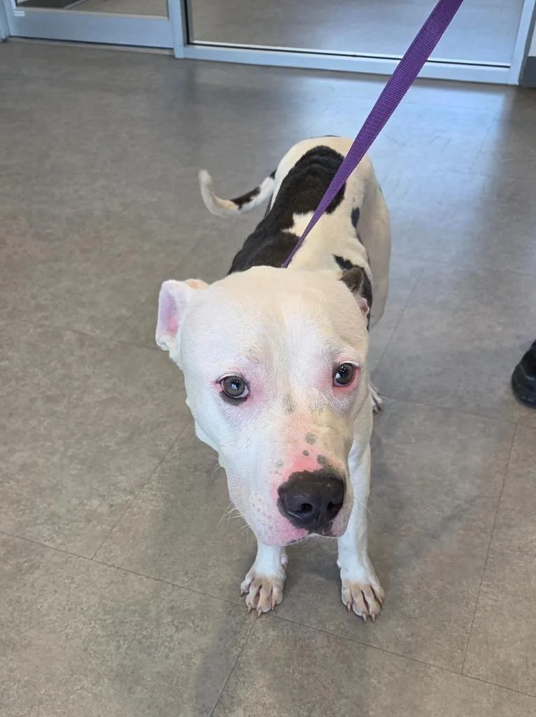 A young large-sized male Mixed Breed dog named Wyatt for adoption in Bossier City, LA