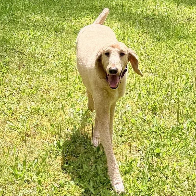 Sadie