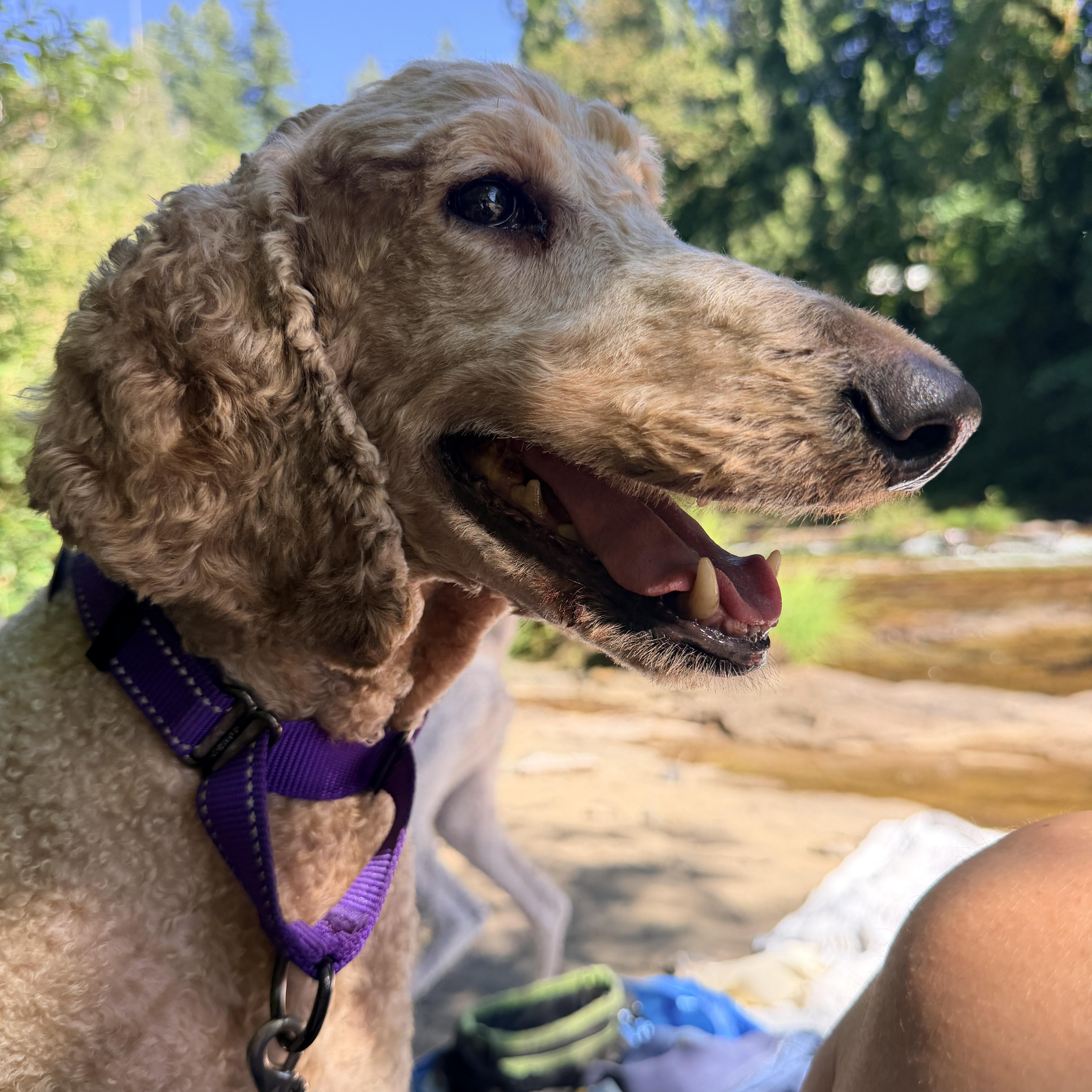 Sadie thumbnail 5