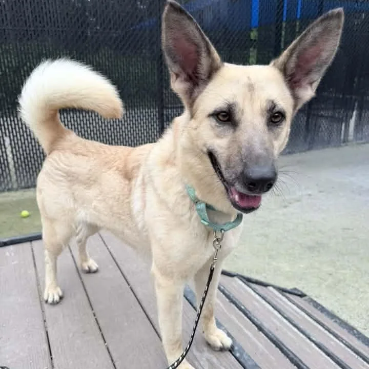 An adult medium-sized female German Shepherd Dog dog named Aurora for adoption in Philadelphia, PA